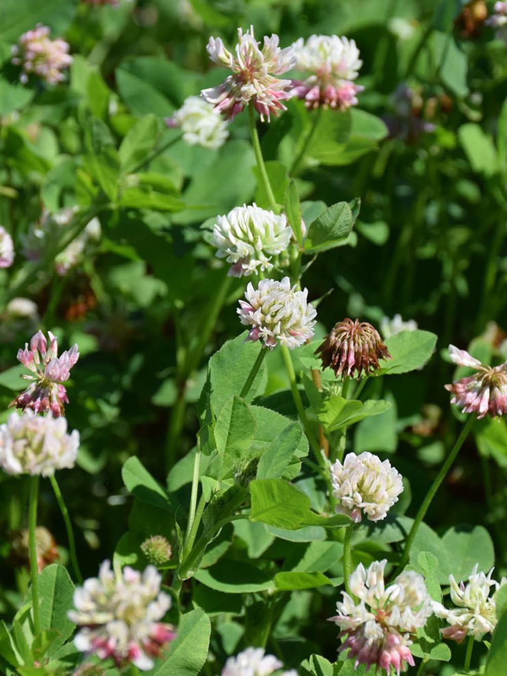 Alsike White Clover